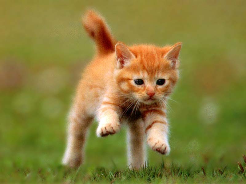Рыжий сбежал. Рыжий котёнок. Котенок бежит. Рыжий котенок прыгает. Рыжий кот бежит.