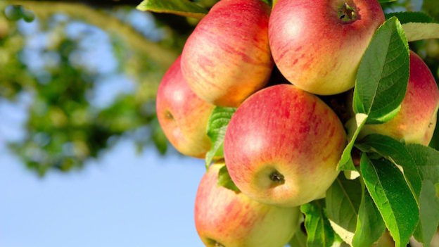 Low Hanging Fruits